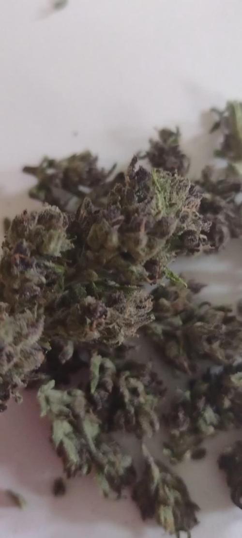 Mix Pack Autos #6 thru 9 - 2025 Outdoor