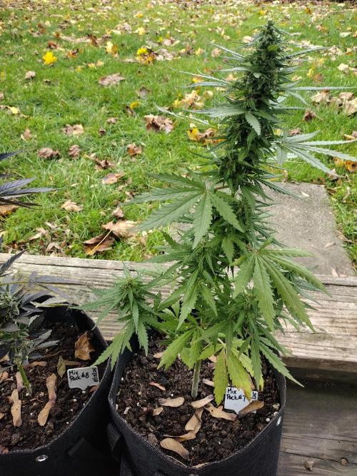 Mix Pack Autos #6 thru 9 - 2025 Outdoor. Week 5