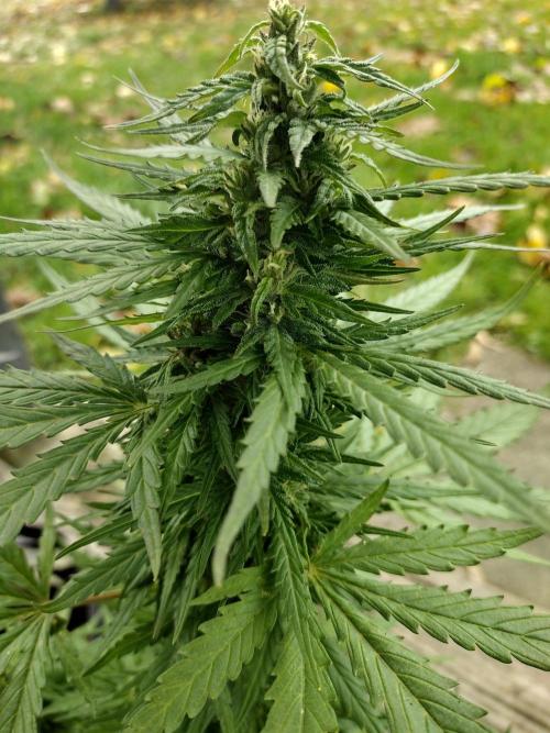 Mix Pack Autos #6 thru 9 - 2025 Outdoor. Week 5