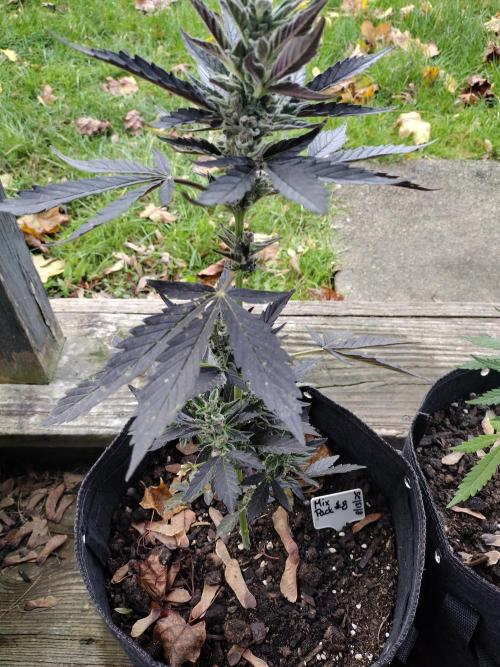 Mix Pack Autos #6 thru 9 - 2025 Outdoor. Week 5