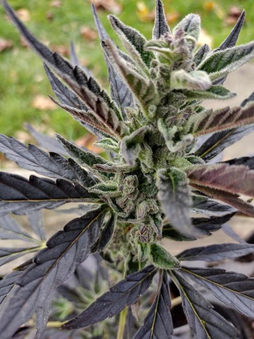 Mix Pack Autos #6 thru 9 - 2025 Outdoor. Week 5