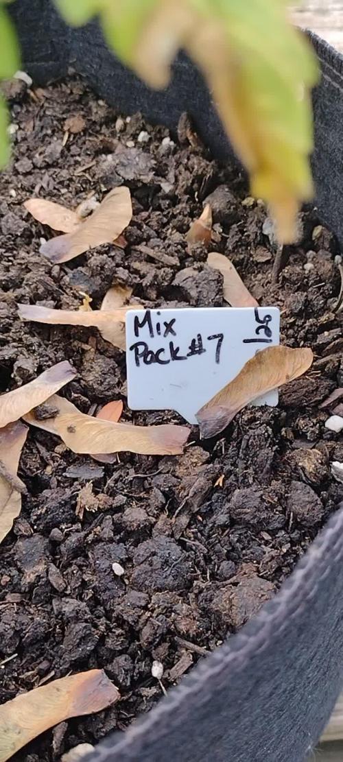 Mix Pack Autos #6 thru 9 - 2025 Outdoor