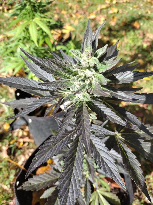 Mix Pack Autos #6 thru 9 - 2025 Outdoor. Week 5