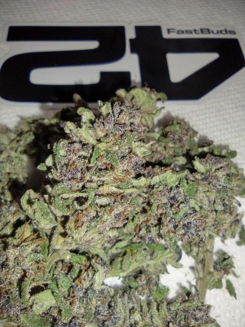 Mix Pack Auto #10 - 2025 Outdoor. Week 8