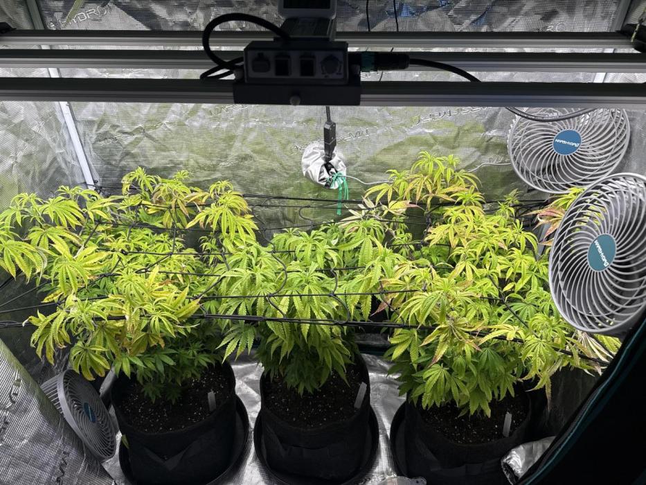 Grounded 2x Kawazaki/1x Pink Poochie. Week 12 - 20.01.2026