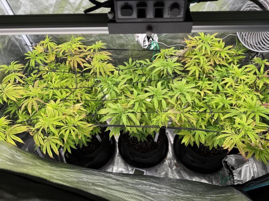 Grounded 2x Kawazaki/1x Pink Poochie. Week 13 - 23.01.2025 - day 2 week 13 of veg