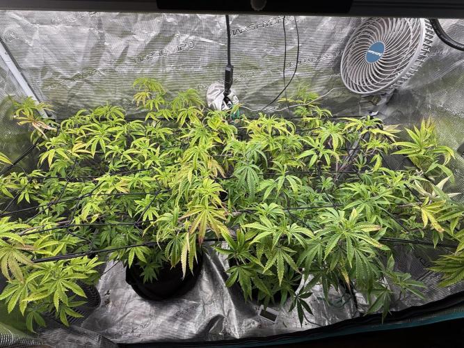 Grounded 2x Kawazaki/1x Pink Poochie. Week 14 - Start of week 14 veg - Pre watering 