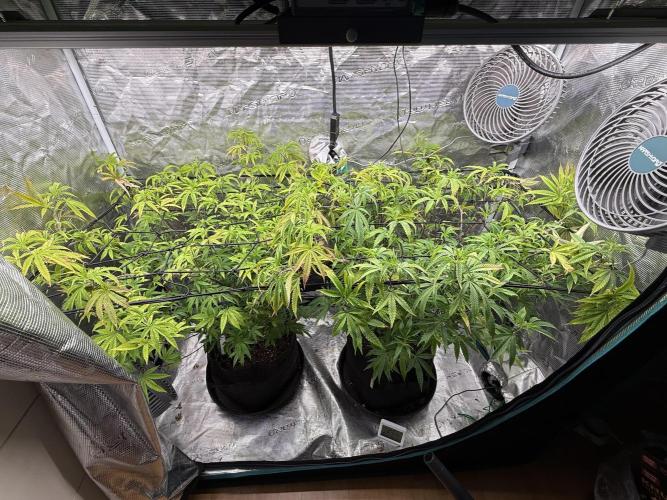 Grounded 2x Kawazaki/1x Pink Poochie. Week 14 - Start of week 14 veg - Pre watering 