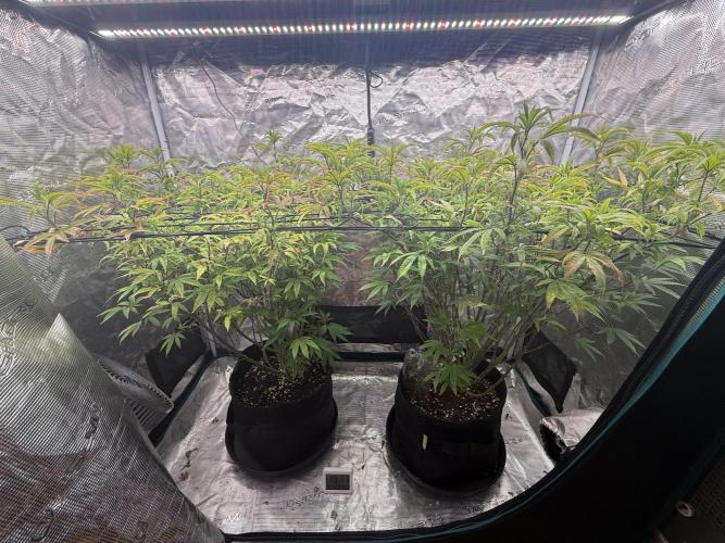 Grounded Genetics 2x Kawazaki. Week 15 - 05.02.2026