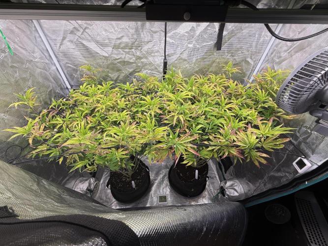 Grounded Genetics 2x Kawazaki. Week 17 - 17.02.2026 - day 2 of flowering