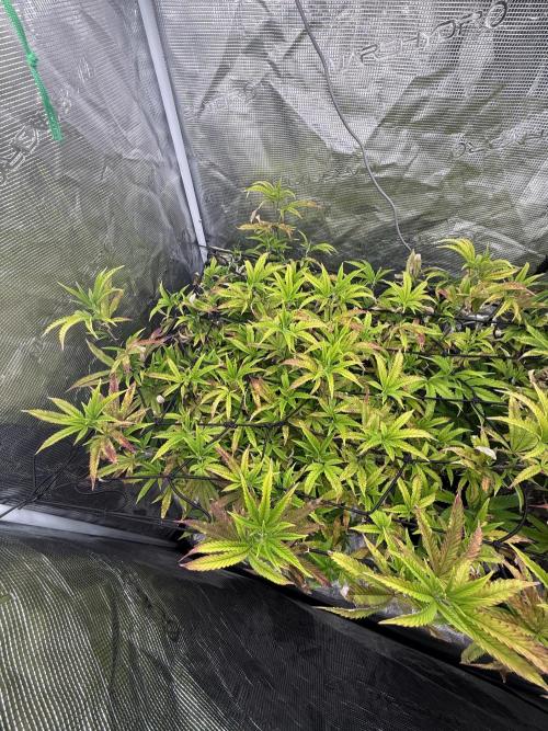 Grounded Genetics 2x Kawazaki. Week 17 - 17.02.2026 - day 2 of flowering