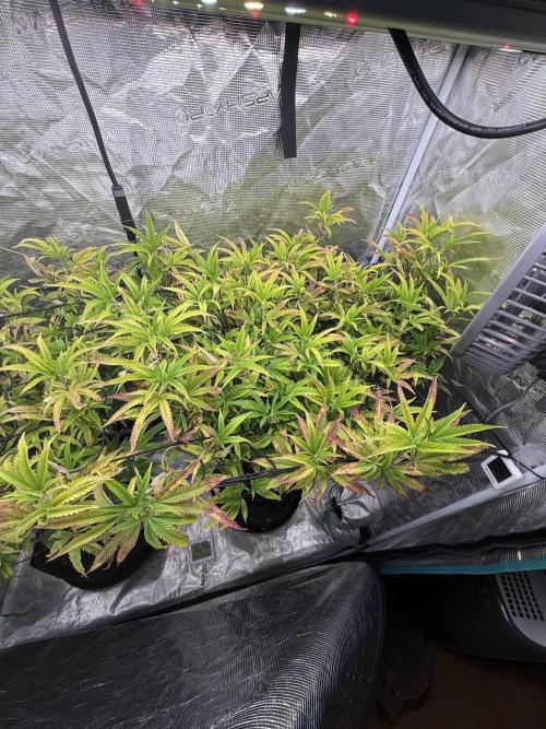 Grounded Genetics 2x Kawazaki. Week 17 - 17.02.2026 - day 2 of flowering