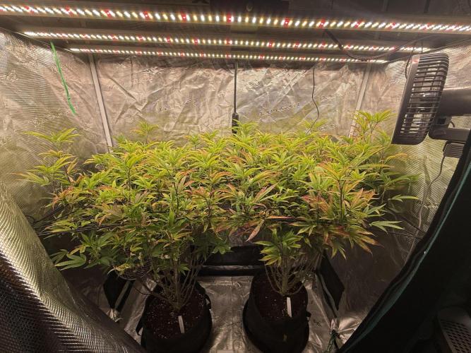 Grounded Genetics 2x Kawazaki. Week 0 - 22.02.2026 - F8