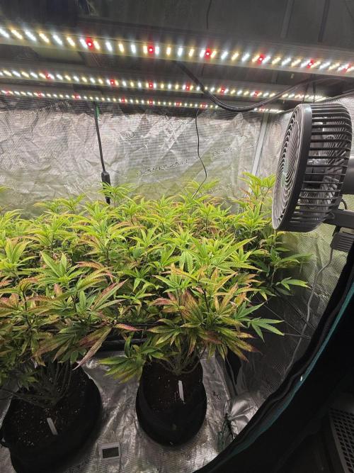 Grounded Genetics 2x Kawazaki. Week 18 - 22.02.2026 - F8