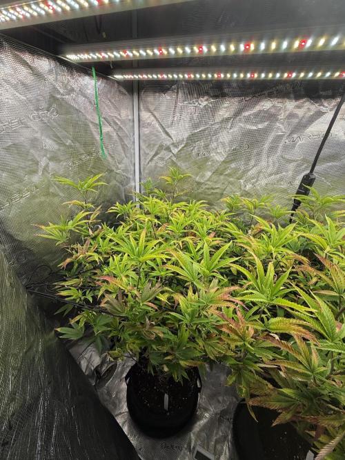 Grounded Genetics 2x Kawazaki. Week 18 - 22.02.2026 - F8
