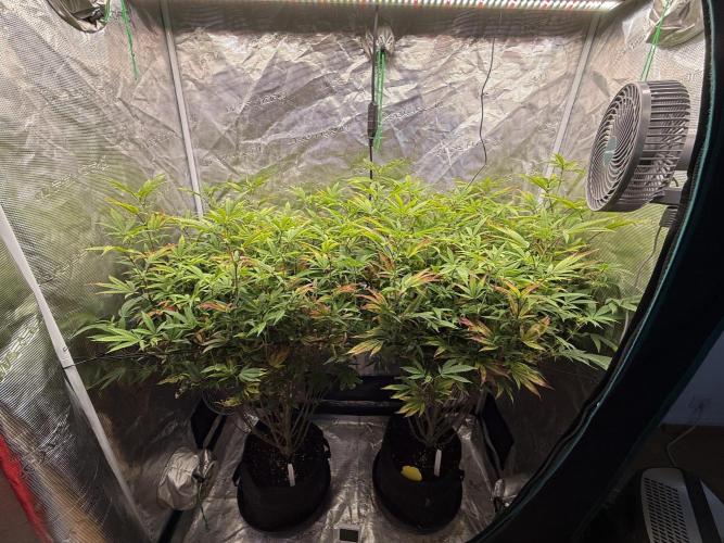 Grounded Genetics 2x Kawazaki. Week 19 - F16 - 02.03.2026