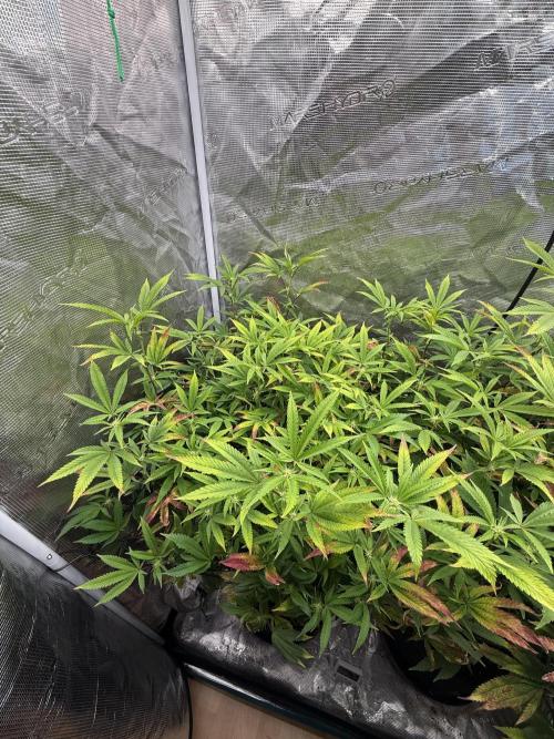Grounded Genetics 2x Kawazaki. Week 19 - F16 - 02.03.2026