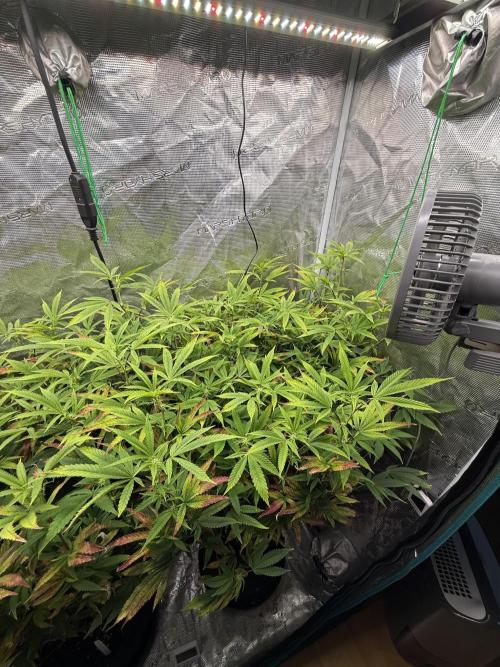 Grounded Genetics 2x Kawazaki. Week 19 - F16 - 02.03.2026