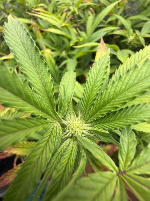 Grounded Genetics 2x Kawazaki. Week 19 - F16 - 02.03.2026