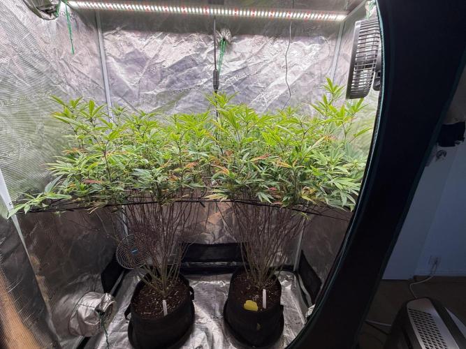 Grounded Genetics 2x Kawazaki. Week 19 - F19 - 05.03.2026
Post defoliation