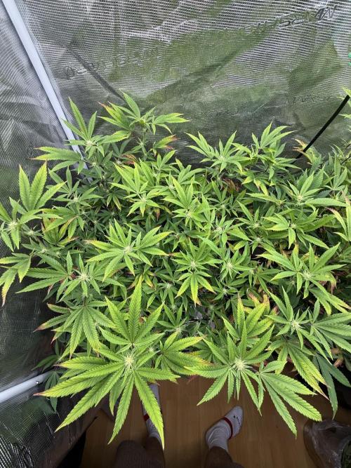 Grounded Genetics 2x Kawazaki. Week 19 - F19 - 05.03.2026
Post defoliation
