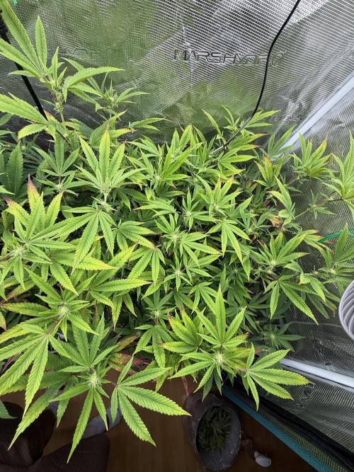 Grounded Genetics 2x Kawazaki. Week 19 - F19 - 05.03.2026
Post defoliation