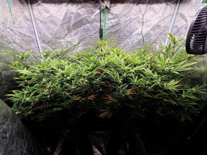 Grounded Genetics 2x Kawazaki. Week 20 - F23 - 09.03.2026