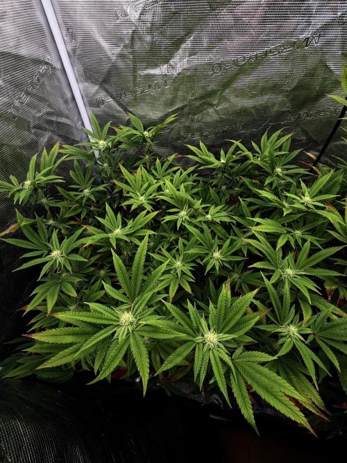 Grounded Genetics 2x Kawazaki. Week 20 - F23 - 09.03.2026