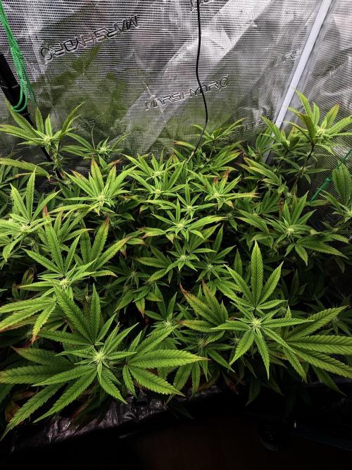 Grounded Genetics 2x Kawazaki. Week 20 - F23 - 09.03.2026