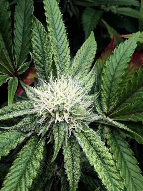 Grounded Genetics 2x Kawazaki. Week 20 - F28 - 14.03.2026