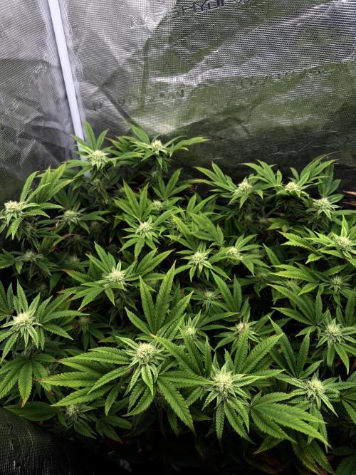 Grounded Genetics 2x Kawazaki. Week 21 - F29 - 15.03.2026
