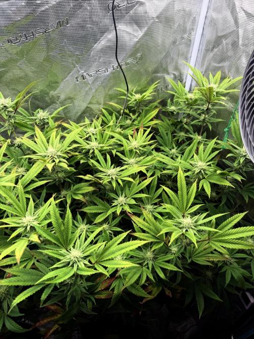 Grounded Genetics 2x Kawazaki. Week 21 - F29 - 15.03.2026