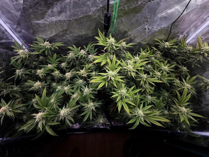 Grounded Genetics 2x Kawazaki. Week 22 - F36 - 22.03.2026