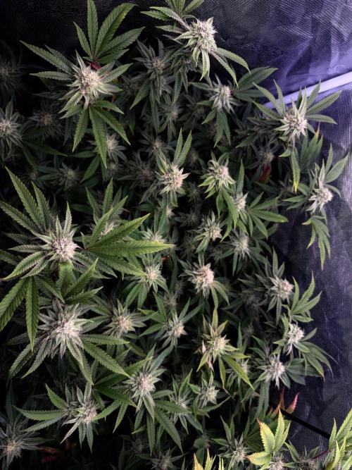 Grounded Genetics 2x Kawazaki. Week 22 - F36 - 22.03.2026