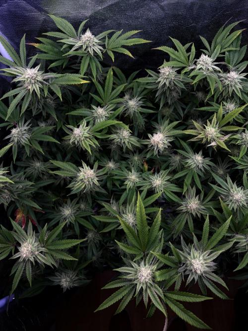 Grounded Genetics 2x Kawazaki. Week 22 - F36 - 22.03.2026
