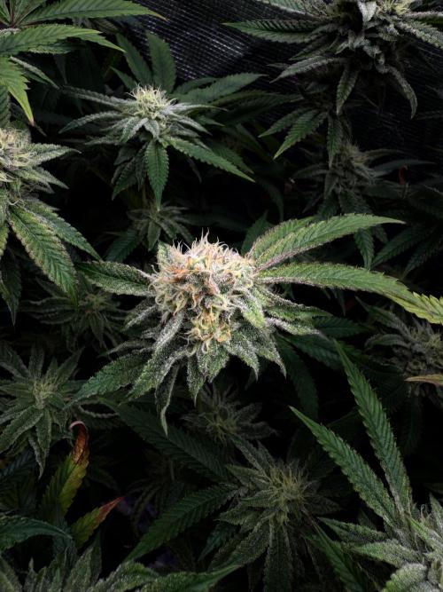 Grounded Genetics 2x Kawazaki. Week 22 - F36 - 22.03.2026