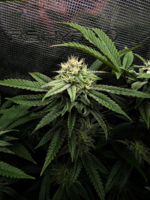 Grounded Genetics 2x Kawazaki. Week 22 - F36 - 22.03.2026