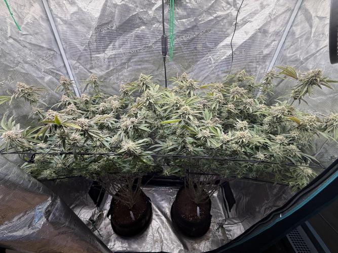 Grounded Genetics 2x Kawazaki. Week 24 - F51 - 06.04.2026