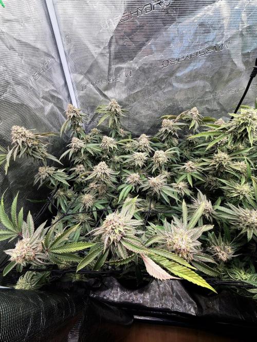 Grounded Genetics 2x Kawazaki. Week 24 - F51 - 06.04.2026
- Kawazaki #1