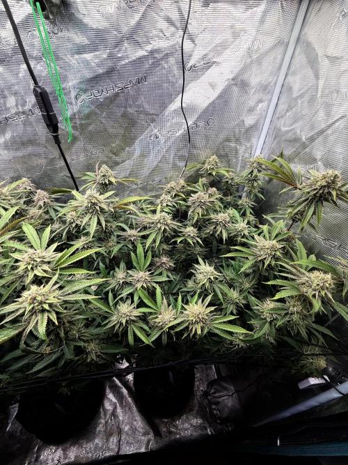 Grounded Genetics 2x Kawazaki. Week 24 - F51 - 06.04.2026
- Kawazaki #2