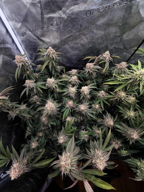 Grounded Genetics 2x Kawazaki. Week 24 - F51 - 06.04.2026
- Kawazaki #1
