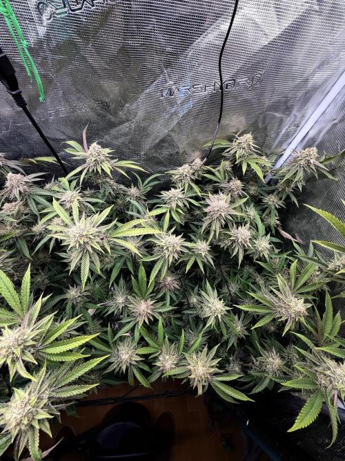 Grounded Genetics 2x Kawazaki. Week 24 - F51 - 06.04.2026
- Kawazaki #2