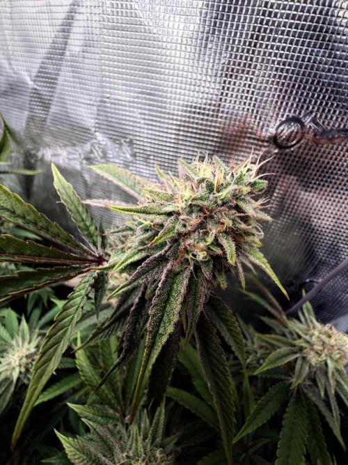Grounded Genetics 2x Kawazaki. Week 24 - F51 - 06.04.2026
- Kawazaki #2