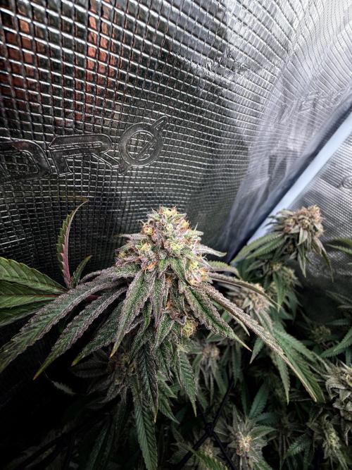 Grounded Genetics 2x Kawazaki. Week 24 - F51 - 06.04.2026
- Kawazaki #1