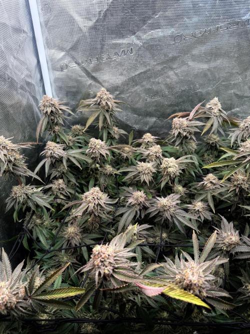 Grounded Genetics 2x Kawazaki. Week 25 - BT61 - 16.04.2026