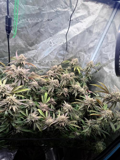 Grounded Genetics 2x Kawazaki. Week 25 - BT61 - 16.04.2026