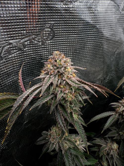 Grounded Genetics 2x Kawazaki. Week 25 - BT61 - 16.04.2026
Kawazaki #1