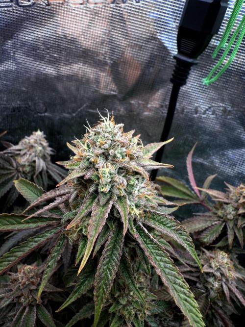 Grounded Genetics 2x Kawazaki. Week 25 - BT61 - 16.04.2026
Kawazaki #2