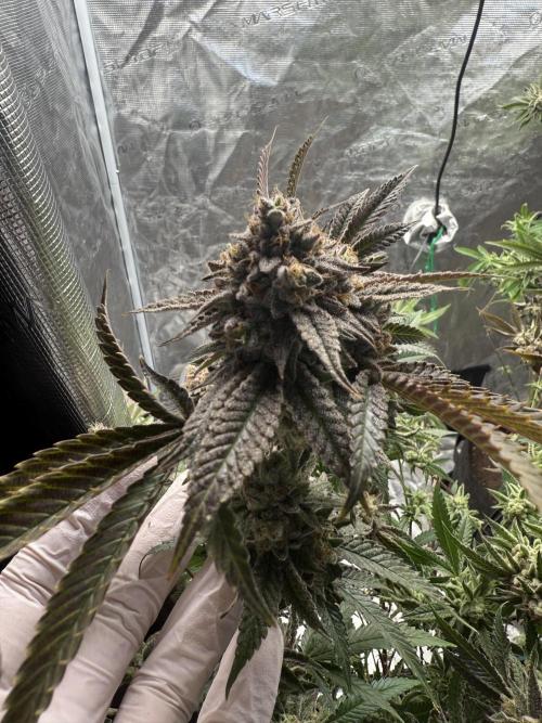 Grounded Genetics 2x Kawazaki. Week 25 - BT61 - 16.04.2026
Kawazaki #1