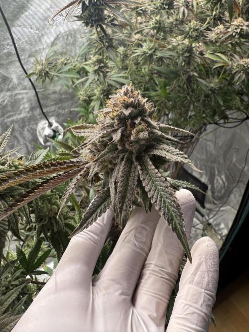 Grounded Genetics 2x Kawazaki. Week 25 - BT61 - 16.04.2026
Kawazaki #1